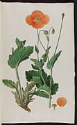 Papaver pilosum