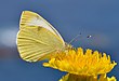 36 Commons:Picture of the Year/2011/R1/Pieris cheiranthi qtl1.jpg