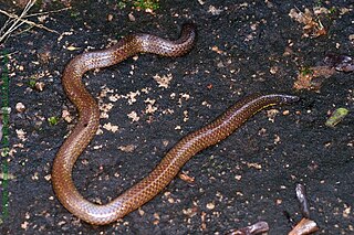 <i>Plectrurus</i> Genus of burrowing snakes endemic to South India