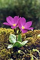 Primula denticulata