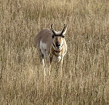 Pronghorn