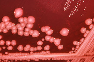 <i>Proteus mirabilis</i> Species of bacterium