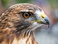 Image 57Red-tailed hawk rescue