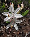 Rhododendron atlanticum