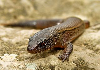 <i>Riama</i> Genus of lizards