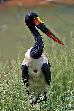 Afrikansatulahaikara (Ephippiorhynchus senegalensis)