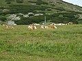 Cows near top of mountain Schneeberg