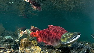 <span class="mw-page-title-main">Sockeye salmon</span> Species of fish