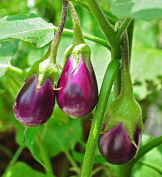 <span class="mw-page-title-main">Eggplant</span> Plant species, Solanum melongena