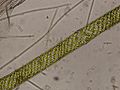 Spirogyra sp. (Zygnematales, Zygnemataceae)