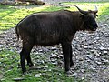 Takin (Budorcas taxicolor)