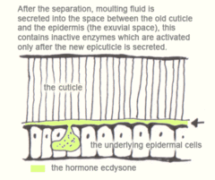 Despois da separación, segrégase fluído da muda no espazo entre a vella cutícula e a epiderme (o espazo exuvial); este contén encimas inactivos que só serán activados despois de que se segregue a nova cutícula.