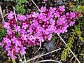 Skaldabrobber (Thymus praecox)