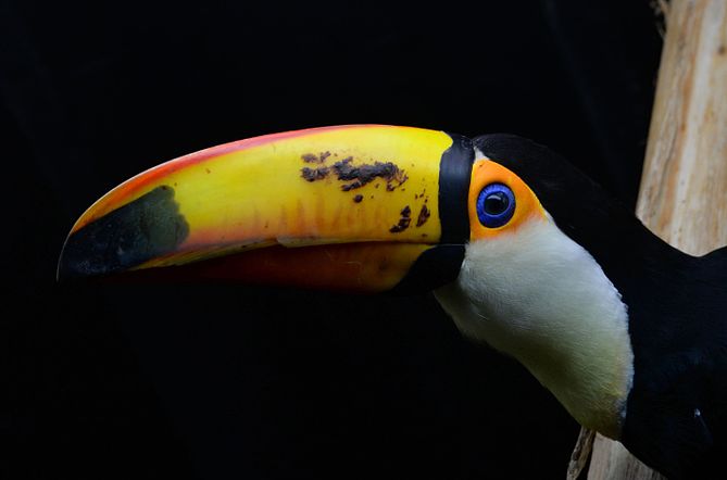 Toucan Toco