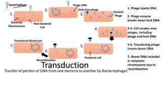 <span class="mw-page-title-main">Transduction (genetics)</span> Transfer process in genetics