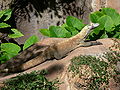 Komodo dragon (Varanus komodoensis)