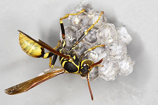 <i>Mischocyttarus</i> Genus of wasps