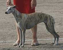 Whippet 2018 6.jpg