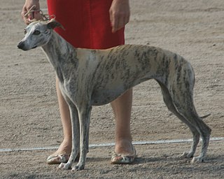 <span class="mw-page-title-main">Whippet</span> Dog breed resembling a small Greyhound