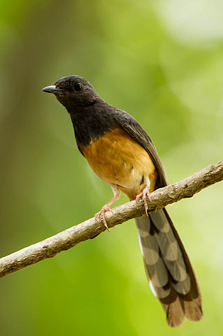 <span class="mw-page-title-main">Magpie-robin</span> Genus of birds