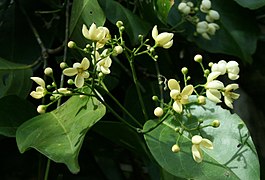 Cuervea kappleriana.