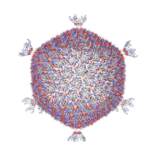 <i>Corticovirus</i> Genus of viruses