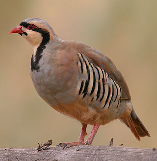 <i>Alectoris</i> Genus of birds