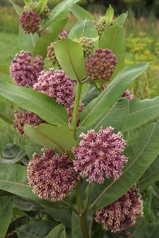 <i>Asclepias syriaca</i> Species of flowering plant