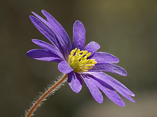 Anemonoides blanda by Reinhold Möller