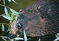 Canadese bever (Castor canadensis)