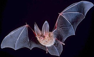 <span class="mw-page-title-main">What Is It Like to Be a Bat?</span> 1974 philosophy paper by Thomas Nagel