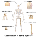 تصنيف العظام. العظام القصيرة مؤشر عليها في منتصف يسار الصورة.