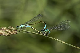 Blue-tailed damselfies (Ischnura elegans) mating female typica 4