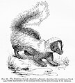 Image 17Warning coloration of the skunk in Edward Bagnall Poulton's The Colours of Animals, 1890 (from Animal coloration)