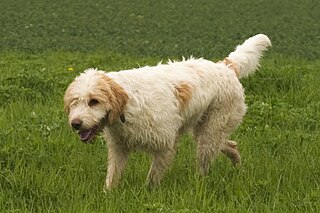 <span class="mw-page-title-main">Briquet Griffon Vendéen</span> Dog breed