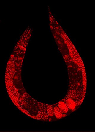 <span class="mw-page-title-main">Multicellular organism</span> Organism that consists of more than one cell