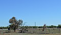 English: Abandoned playground at Canbelego, New South Wales