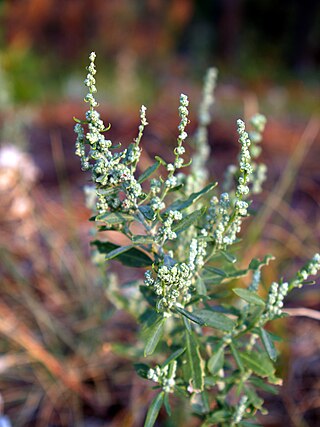 <span class="mw-page-title-main">Chenopodioideae</span> Subfamily of flowering plants