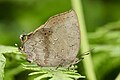 * Kandidimi: Close wing basking position of Surendra quercetorum (Moore, 1858) - Common Acacia Blue. By User:Thamblyok --Atudu 13:27, 15 September 2024 (UTC) * Vlerëso I think this has some dust spots. Otherwise, I think it's QI. can you fix? --Pdanese 19:06, 15 September 2024 (UTC)