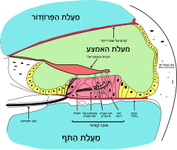 חתך אורכי של השבלול המראה הן את המדורים השונים והן את מיקום איבר קורטי.