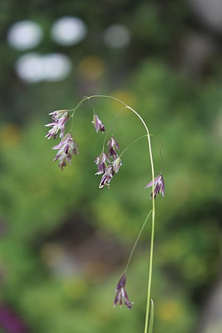 <i>Colpodium</i> Genus of grasses