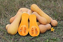 Sliced butternut squash