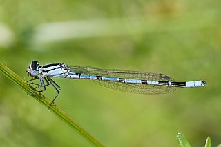 <i>Enallagma cyathigerum</i> Species of damselfly