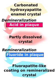 <span class="mw-page-title-main">Remineralisation of teeth</span>