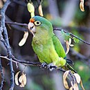 A green parrot with a light-green underside, pale-yellow eye-spots, and a blue-and-red forehead