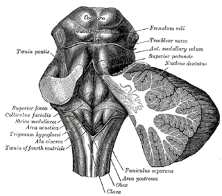 <span class="mw-page-title-main">Locus coeruleus</span> Stress and panic response centre