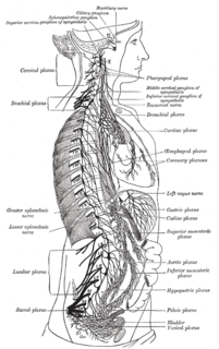 Thoracic splanchnic nerves