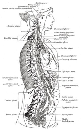 <span class="mw-page-title-main">Celiac plexus</span> Complex network of nerves located in the upper abdomen