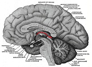 <span class="mw-page-title-main">Stria medullaris of thalamus</span>