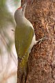 Picus canus (de colore capitis)